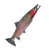 36 Inch Trout Fish Windsock 2 36 Inch Trout Fish Windsock -Outdoor Kite Shop 32 4963lg